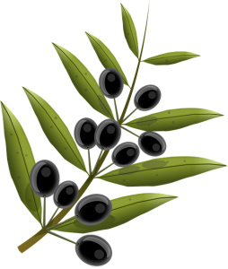 Branche d'olivier